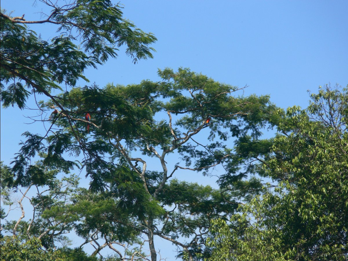 Macaw watching37